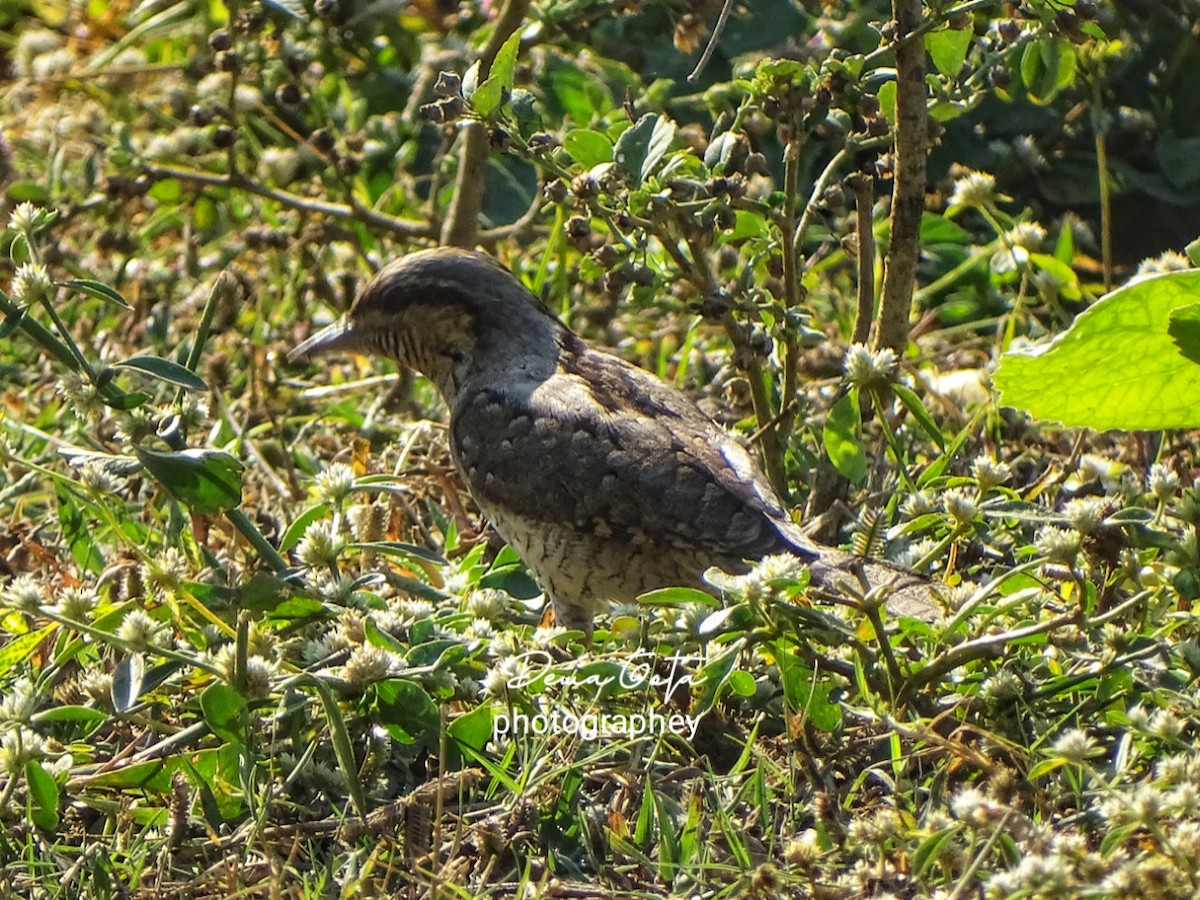 地啄木 - ML647211949