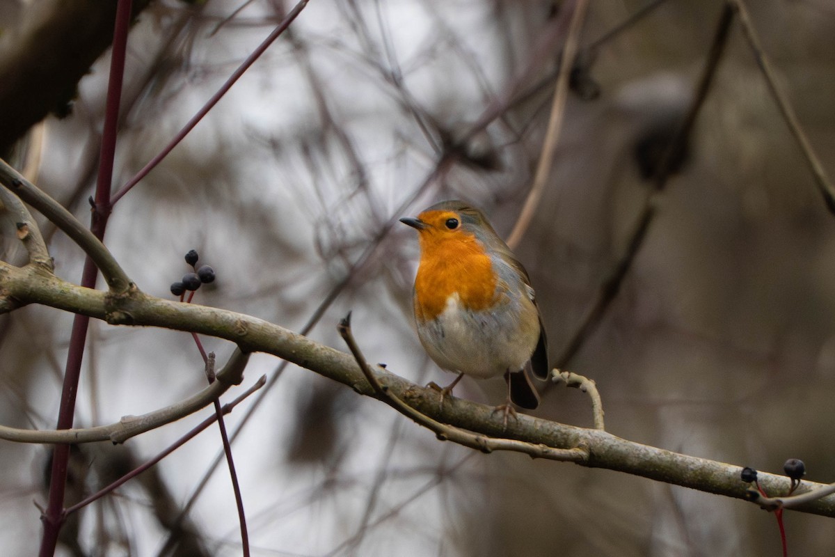 European Robin - ML647211951