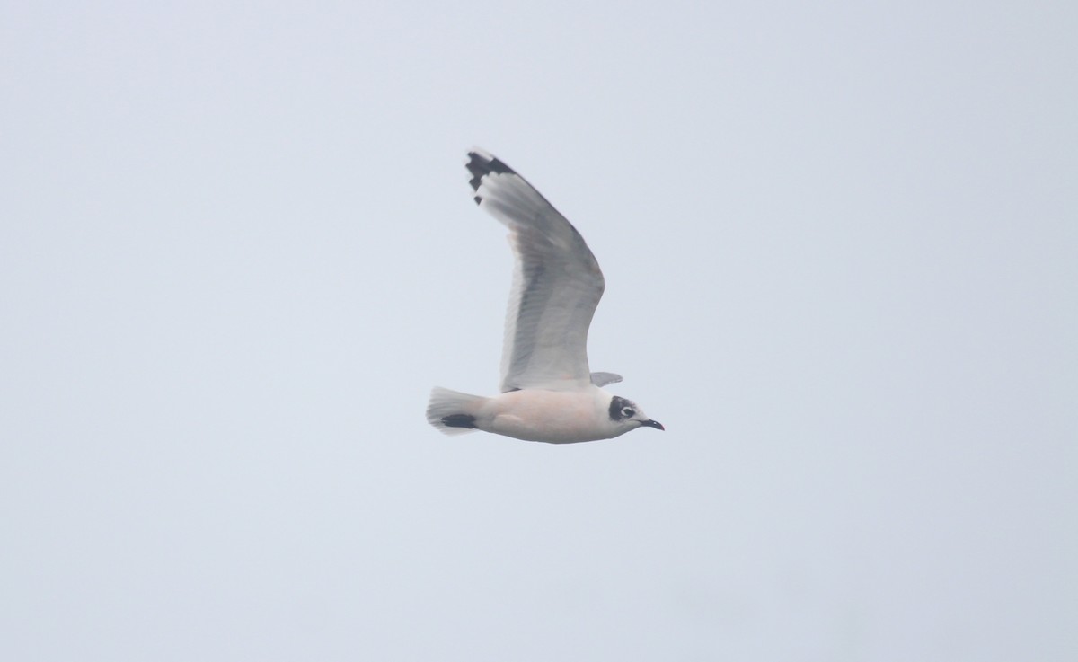 弗氏鷗 - ML647211953