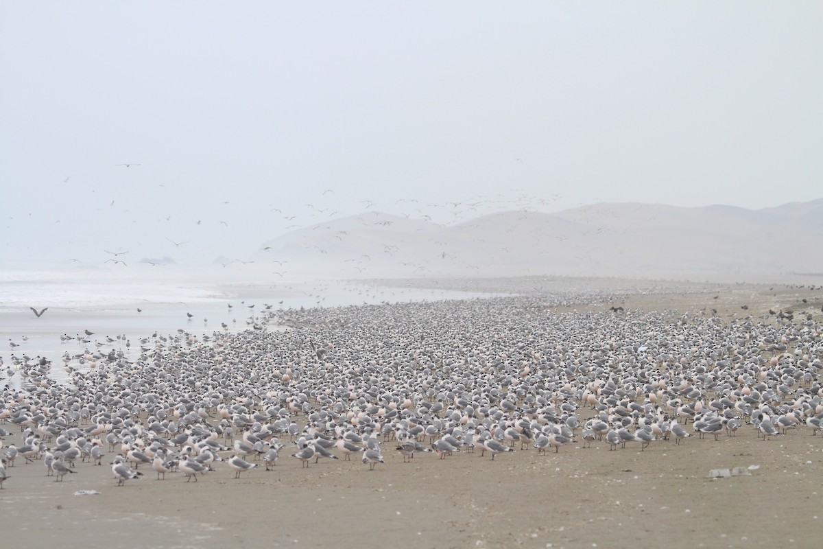 弗氏鷗 - ML647211954