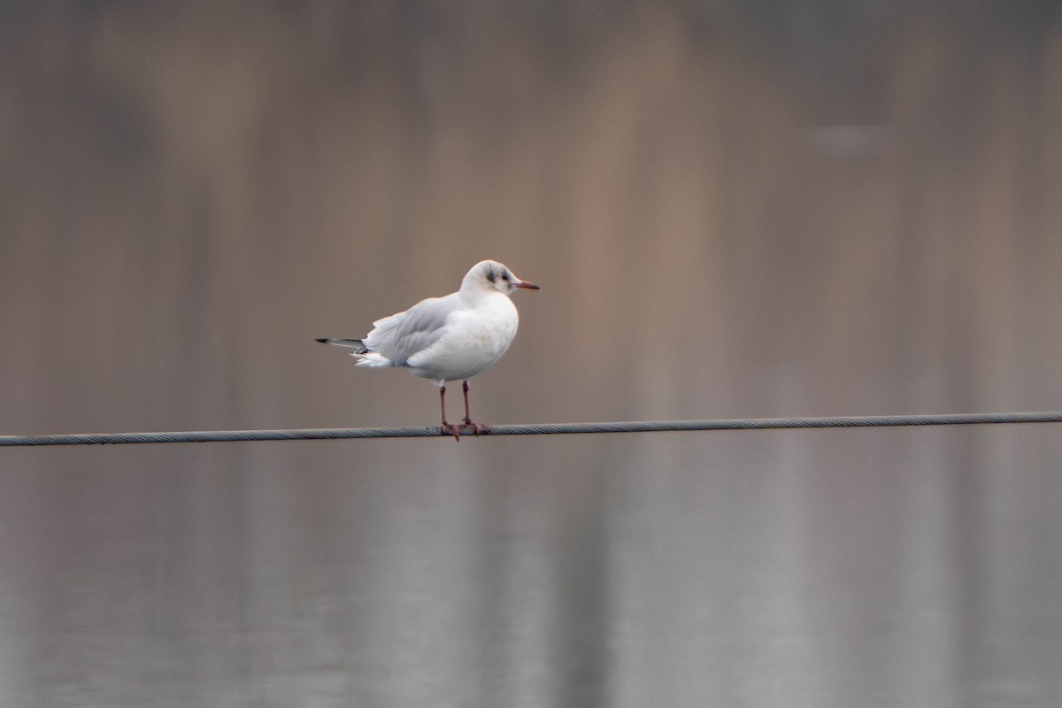 紅嘴鷗 - ML647211955