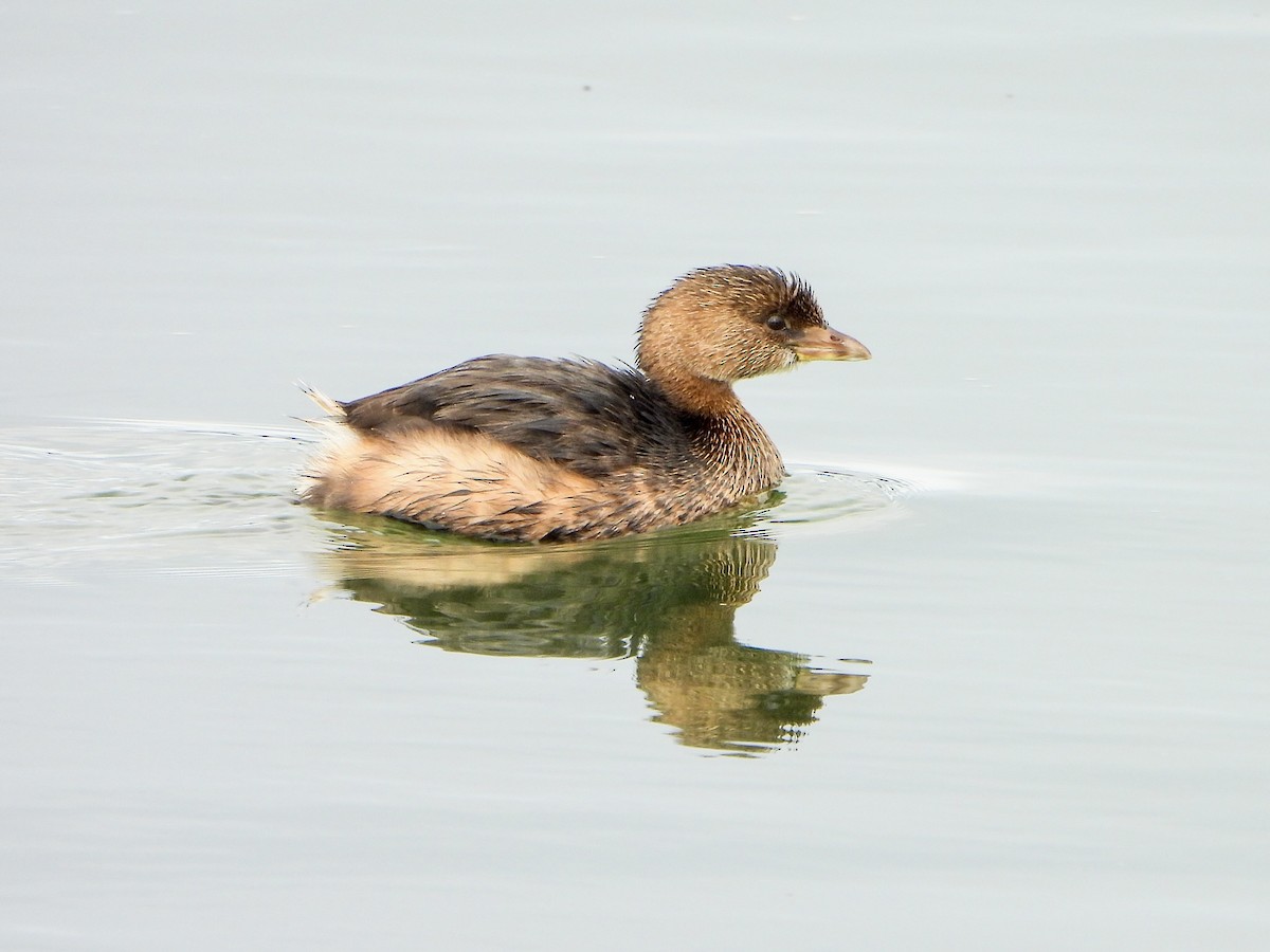 Pied-billed Grebe - ML647211956