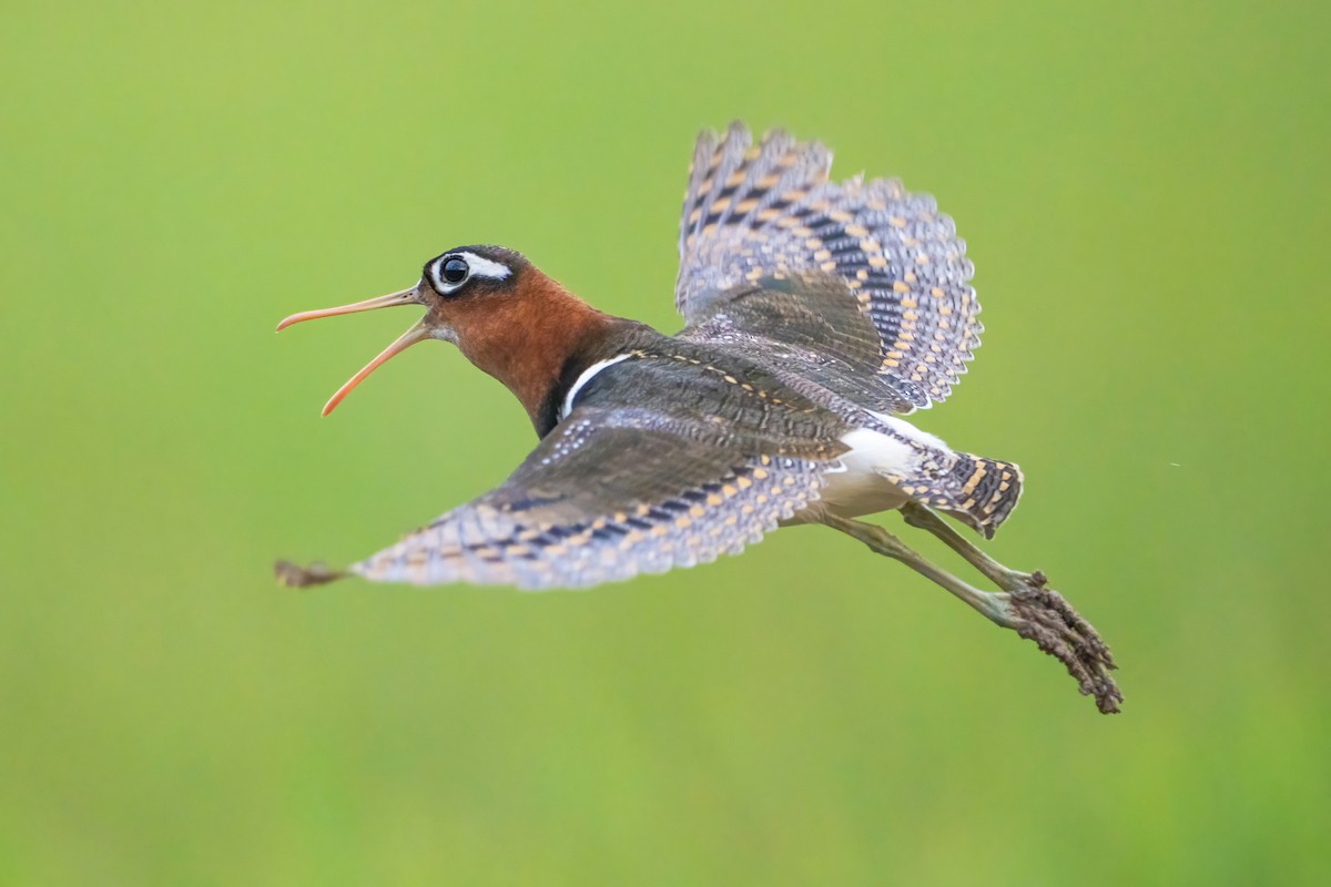 Greater Painted-Snipe - ML647211965