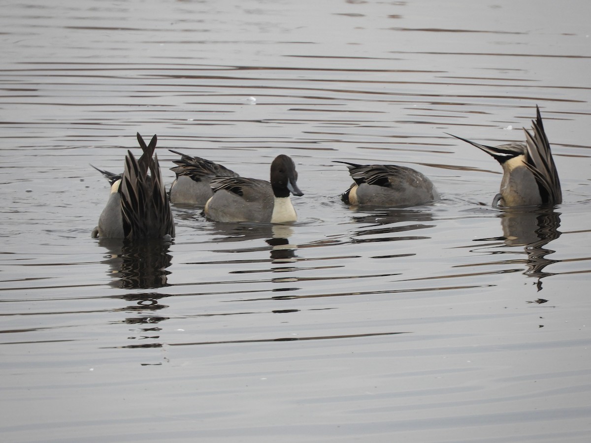 Шилохвіст північний - ML647211986