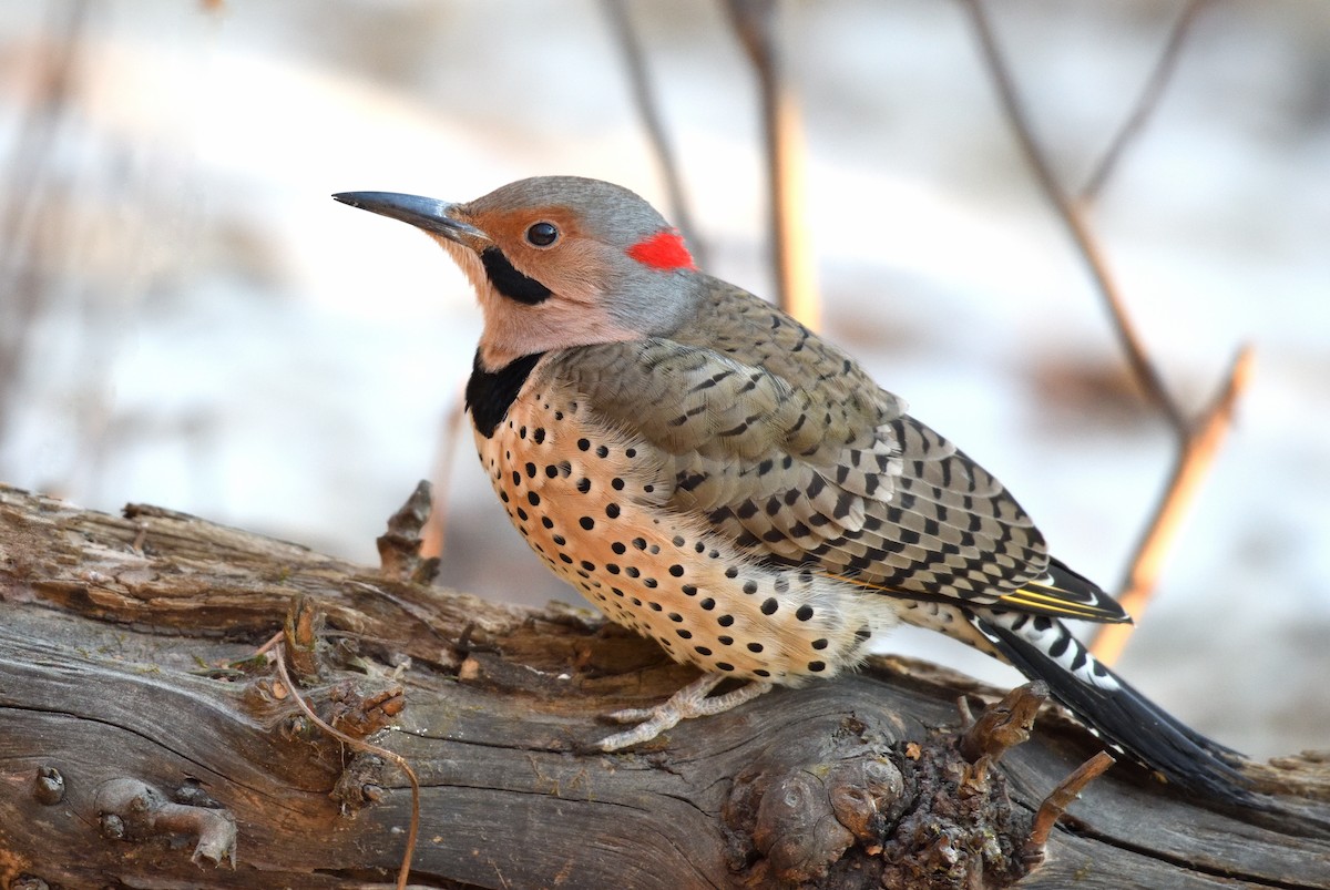 Carpintero Escapulario (Dorado) - ML647211991