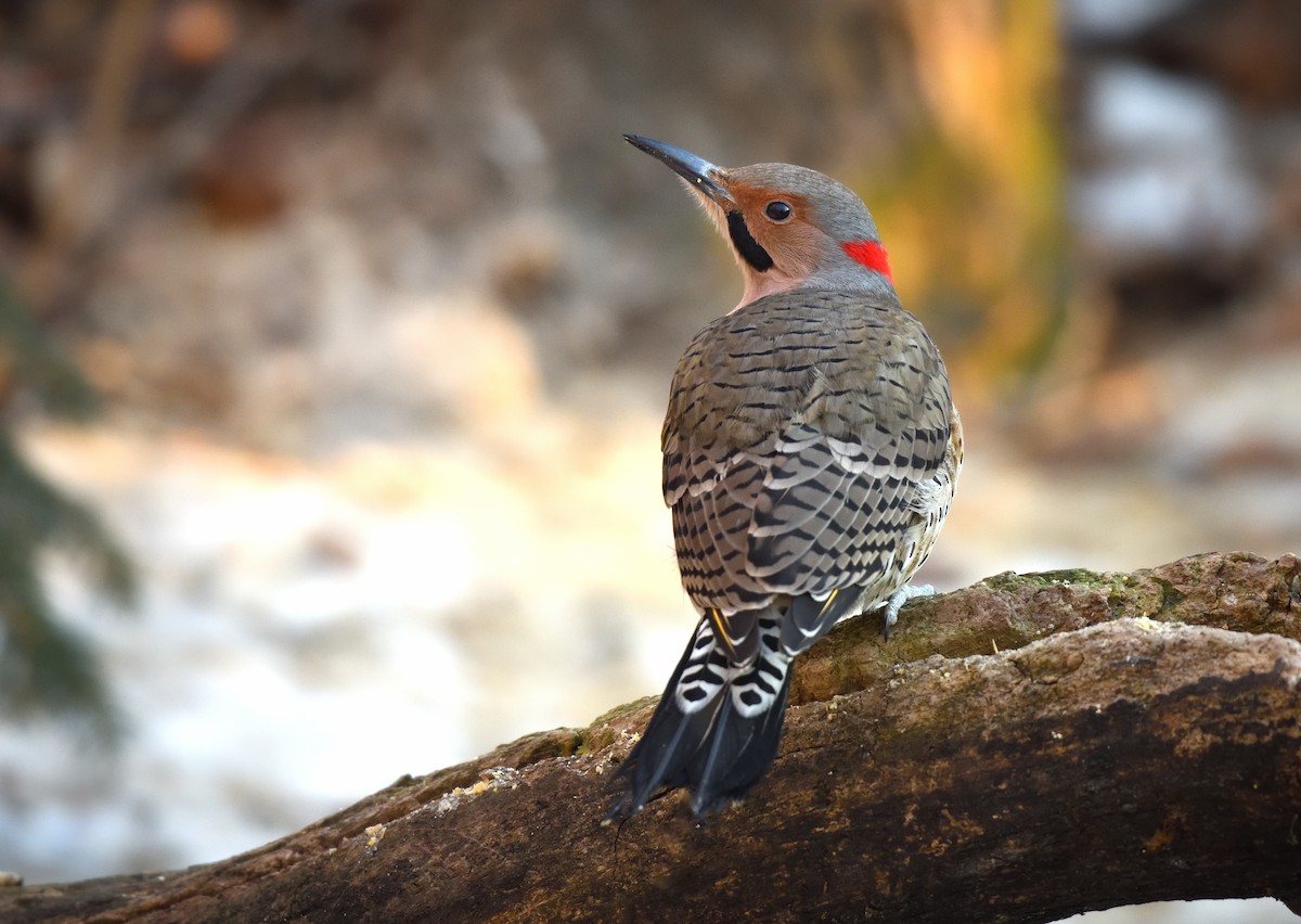 Carpintero Escapulario (Dorado) - ML647211994