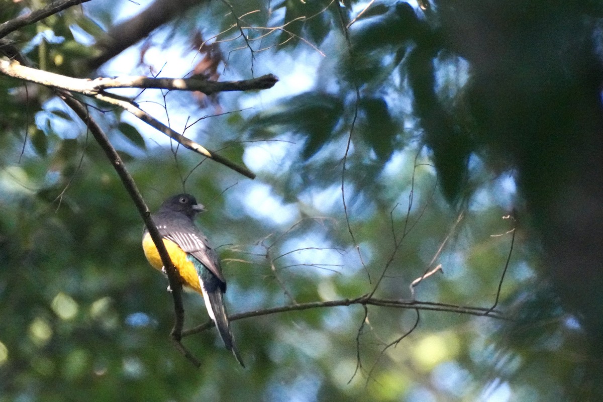 Citreoline Trogon - ML647211999