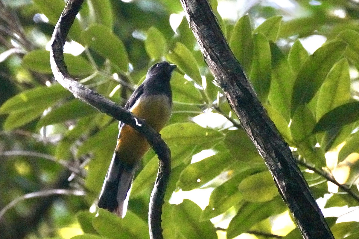 Citreoline Trogon - ML647212000