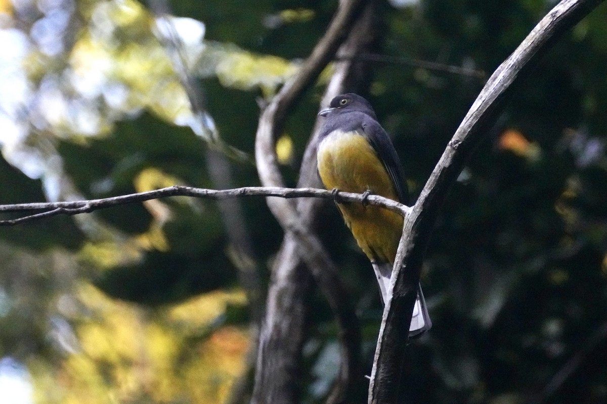 Citreoline Trogon - ML647212001