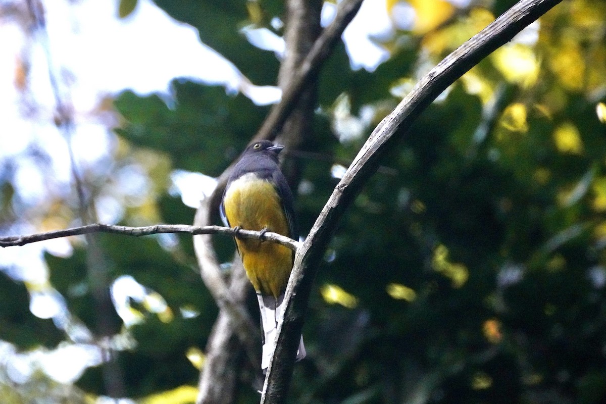 Citreoline Trogon - ML647212002