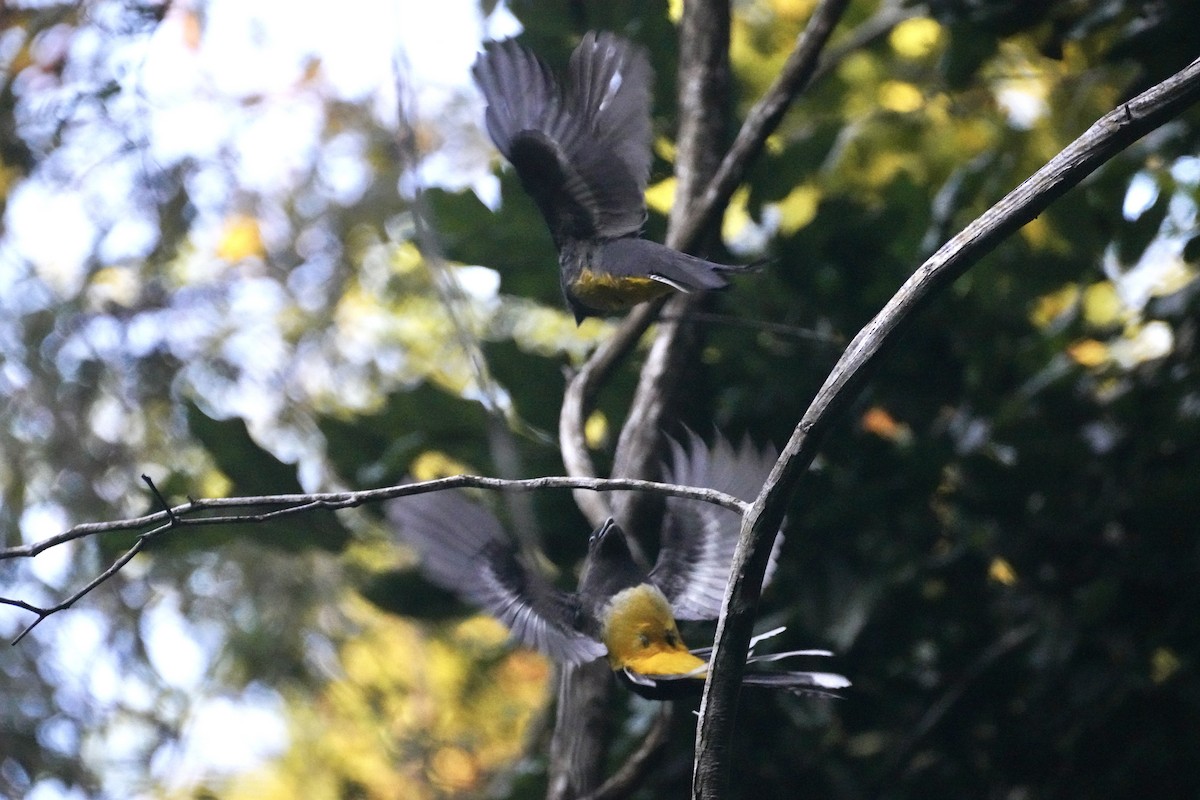 Citreoline Trogon - ML647212003