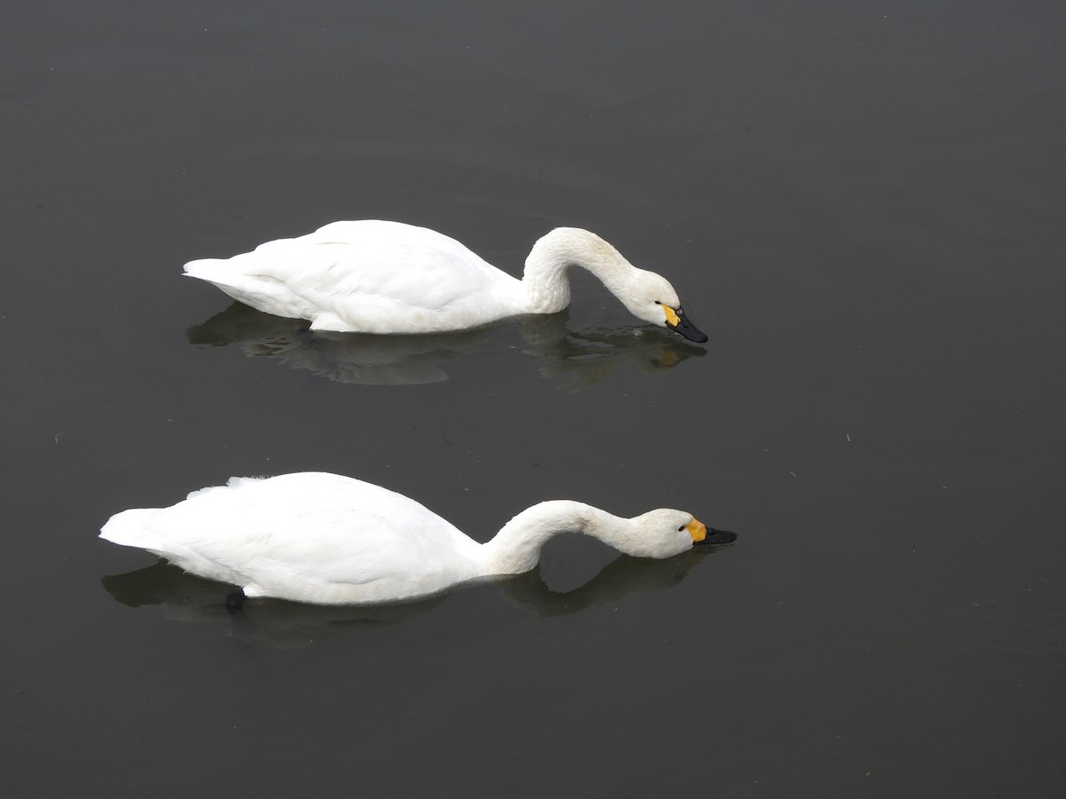 Лебідь чорнодзьобий - ML647212007