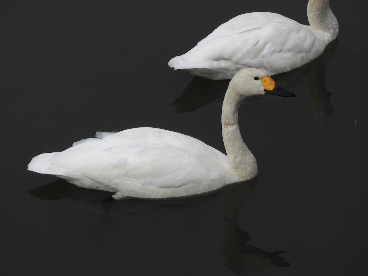 Лебідь чорнодзьобий - ML647212008