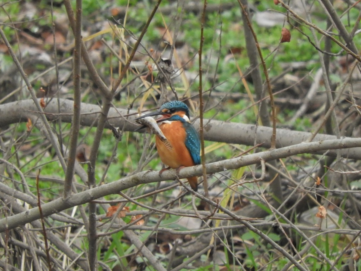 Рибалочка блакитний - ML647212009