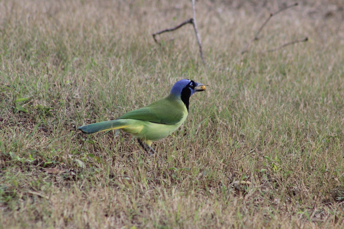 Geai vert - ML647212010