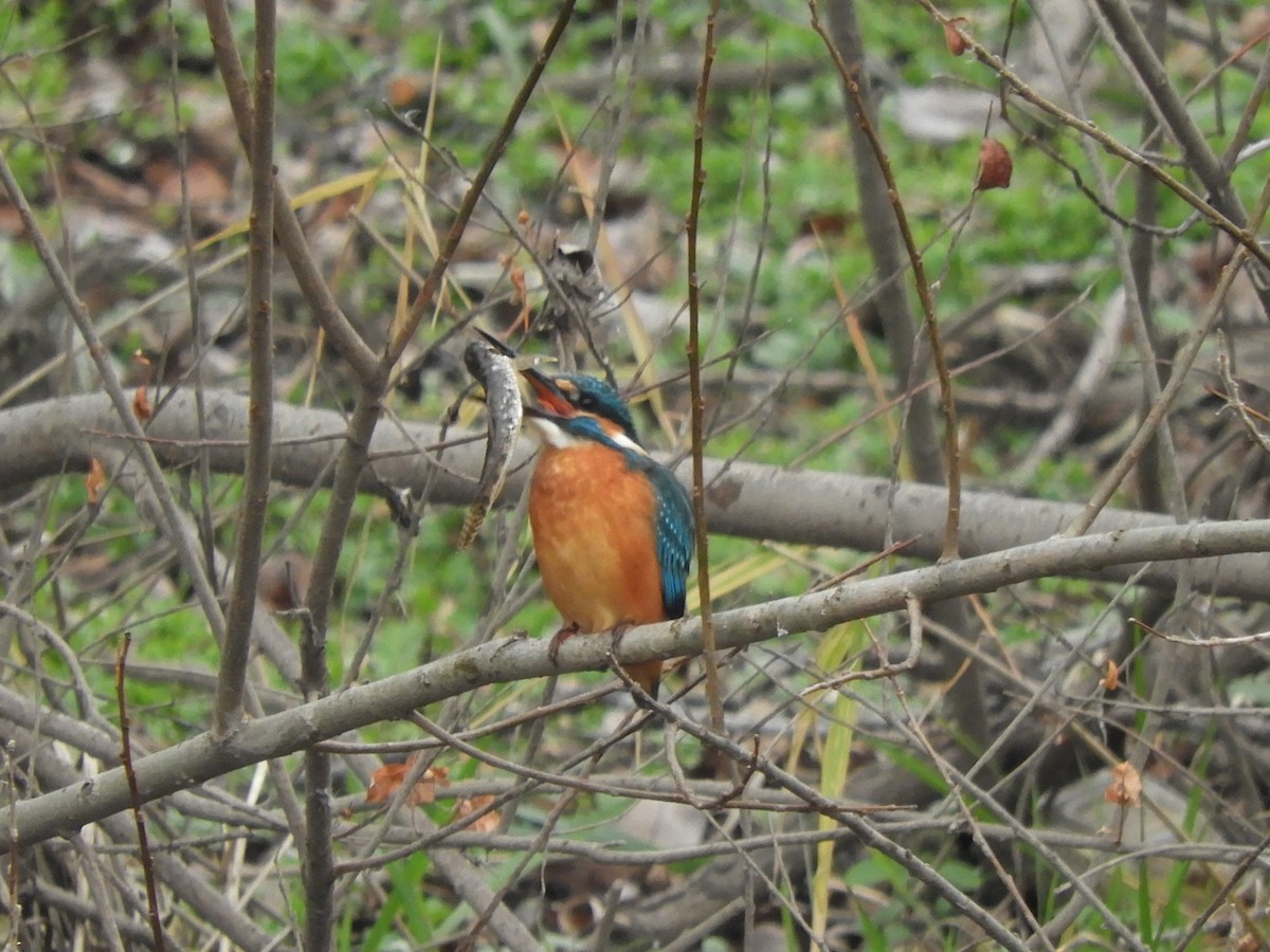 Рибалочка блакитний - ML647212011