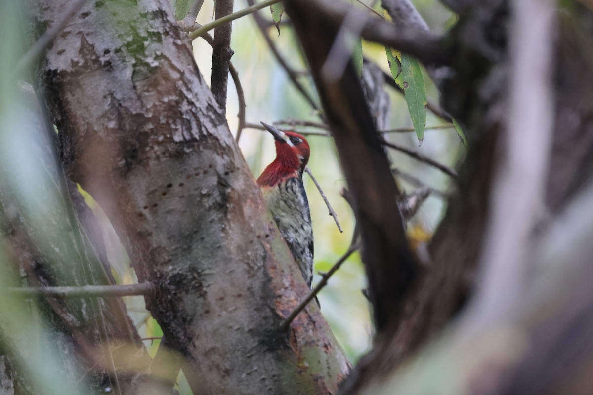 Red-breasted Sapsucker - ML647212016