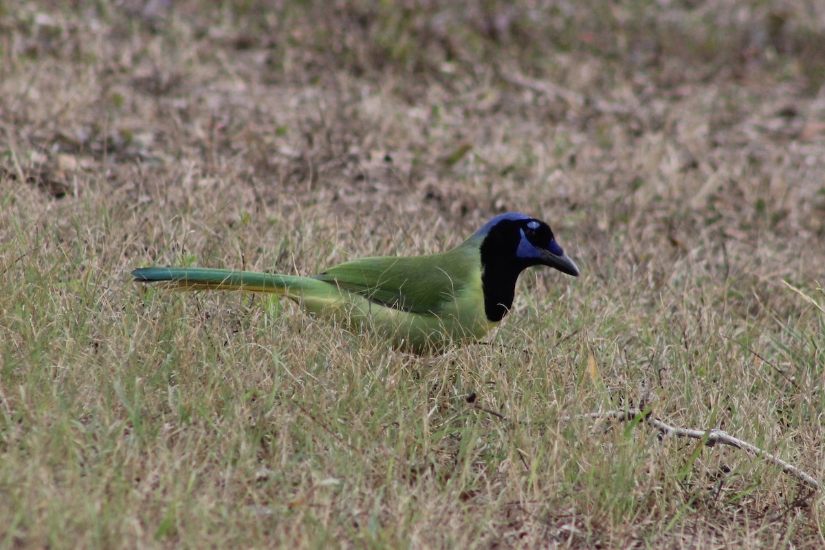 Geai vert - ML647212019