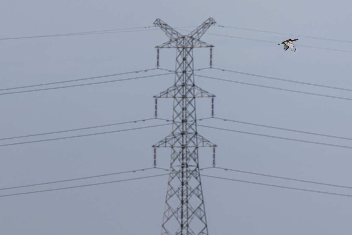 Bengal Florican - ML647212020