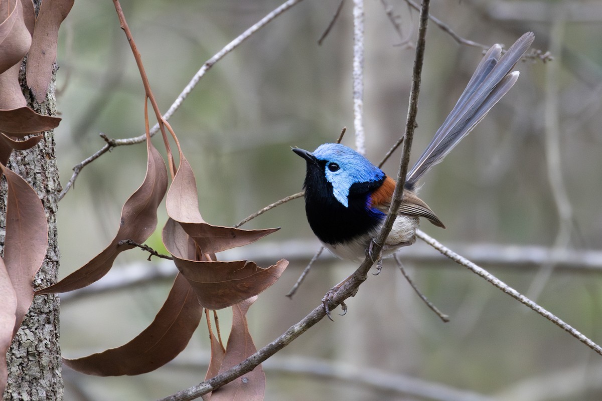 Variegated Fairywren - ML647212021
