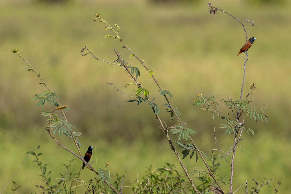 Chestnut Munia - ML647212026