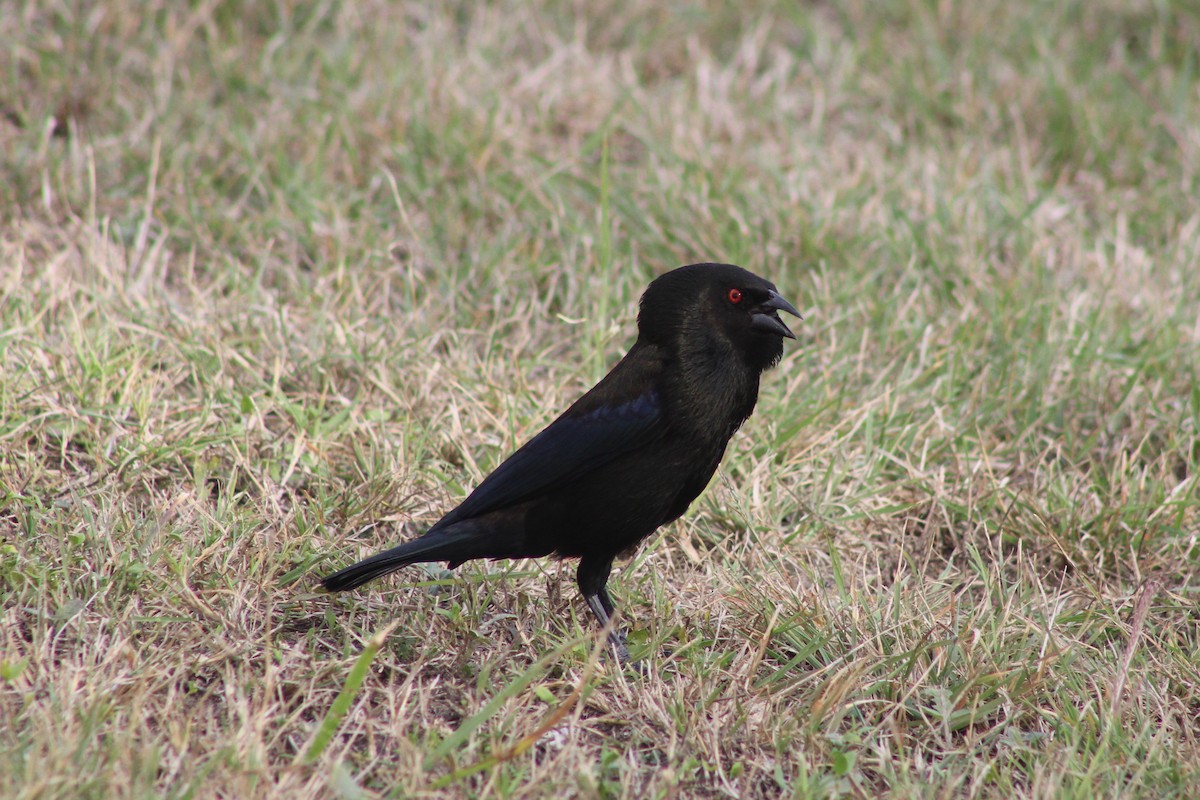 Bronzed Cowbird - ML647212027