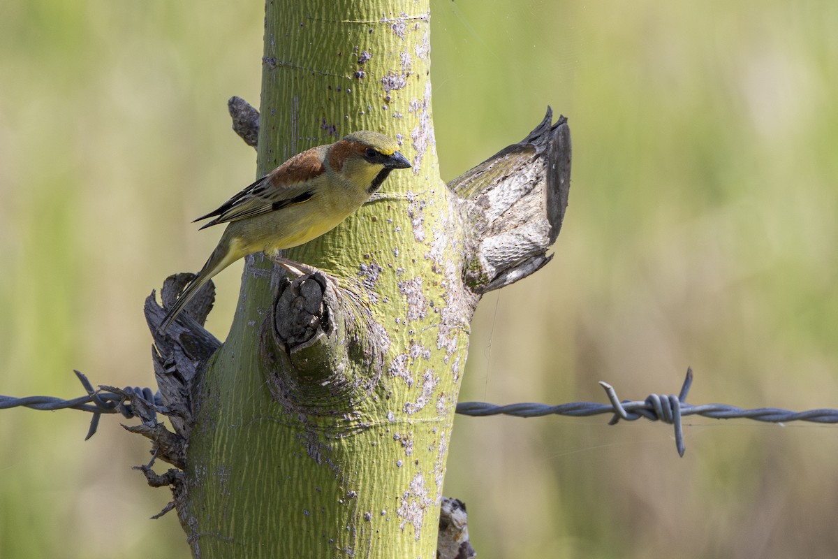 Plain-backed Sparrow - ML647212029