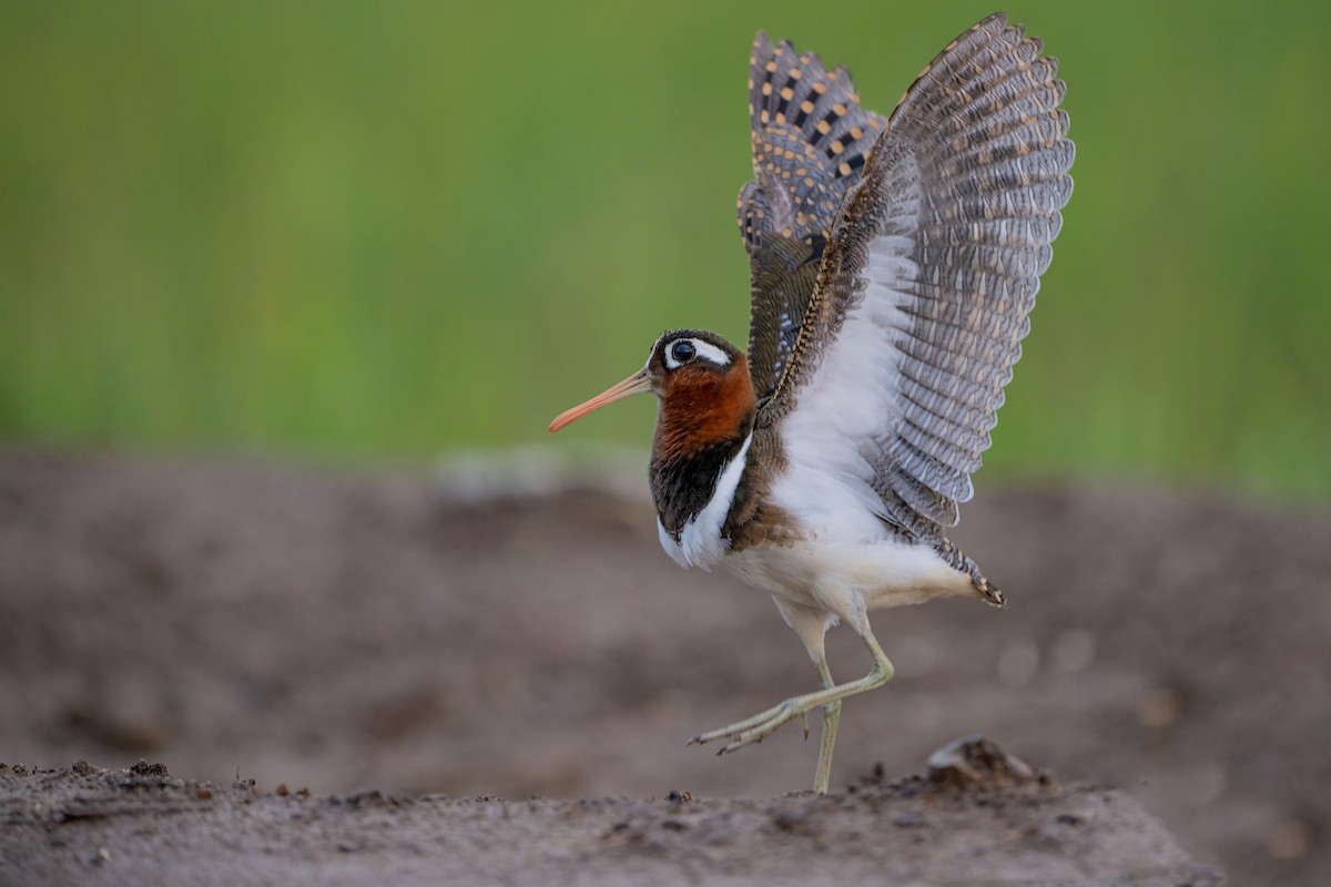 Greater Painted-Snipe - ML647212032