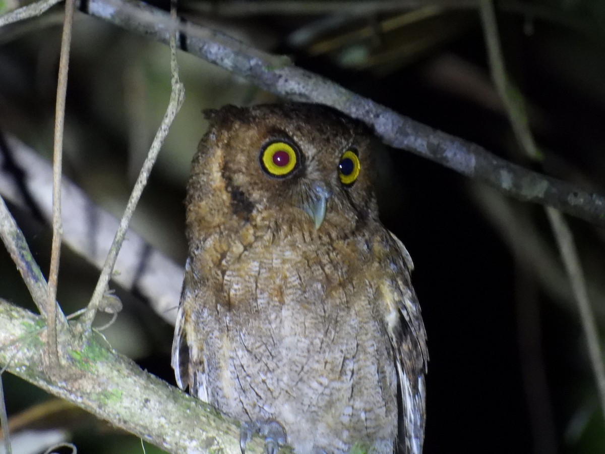 Black-capped Screech-Owl - ML647212035