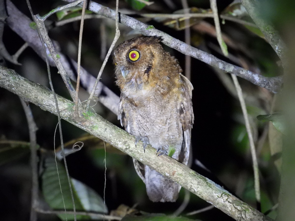 Black-capped Screech-Owl - ML647212036