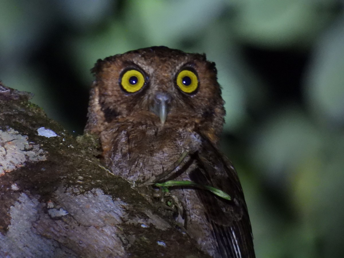 Black-capped Screech-Owl - ML647212037