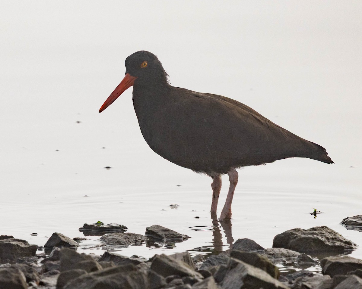 Black Oystercatcher - ML647212042