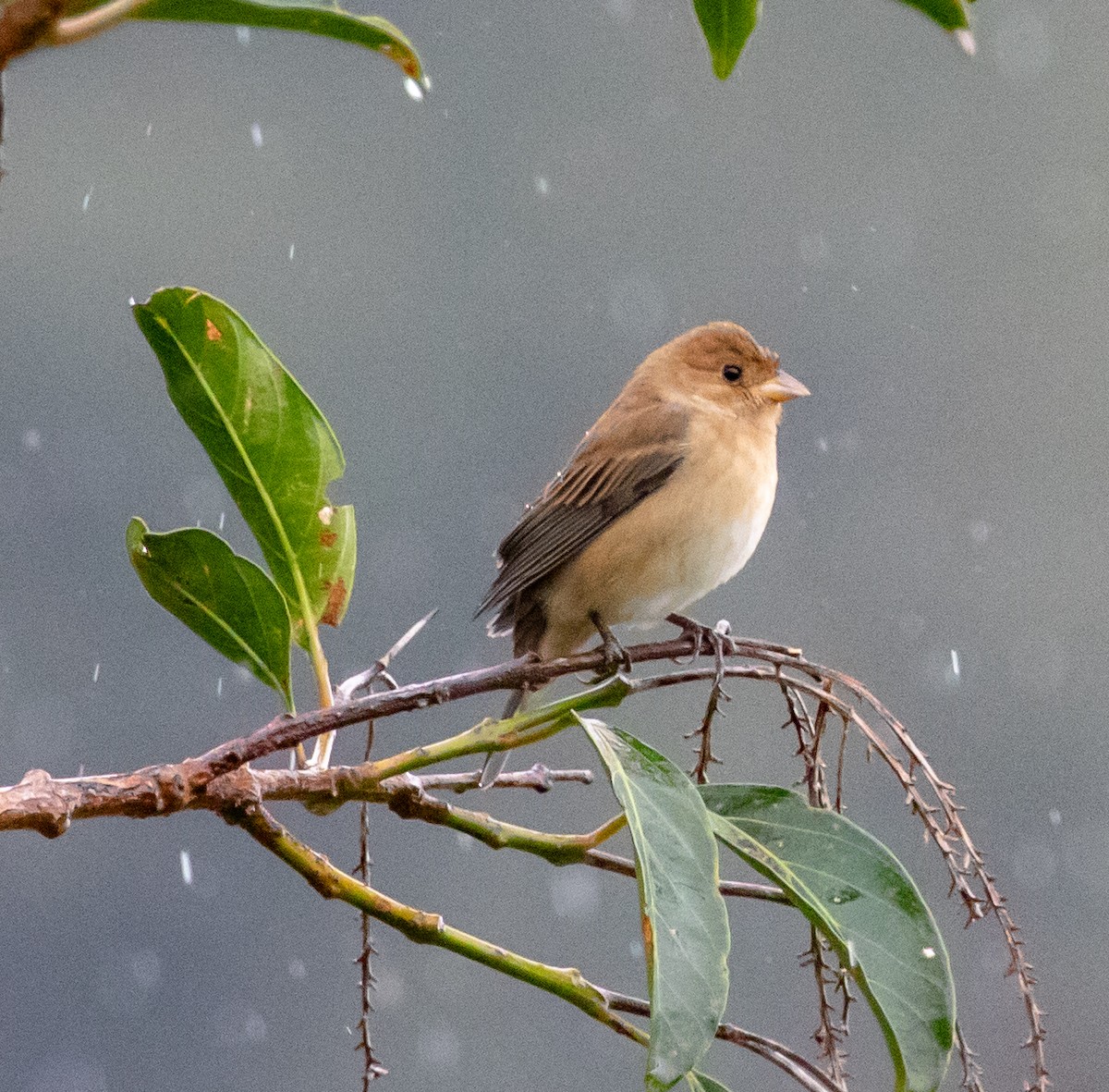 Индиговый колорин - ML647212043