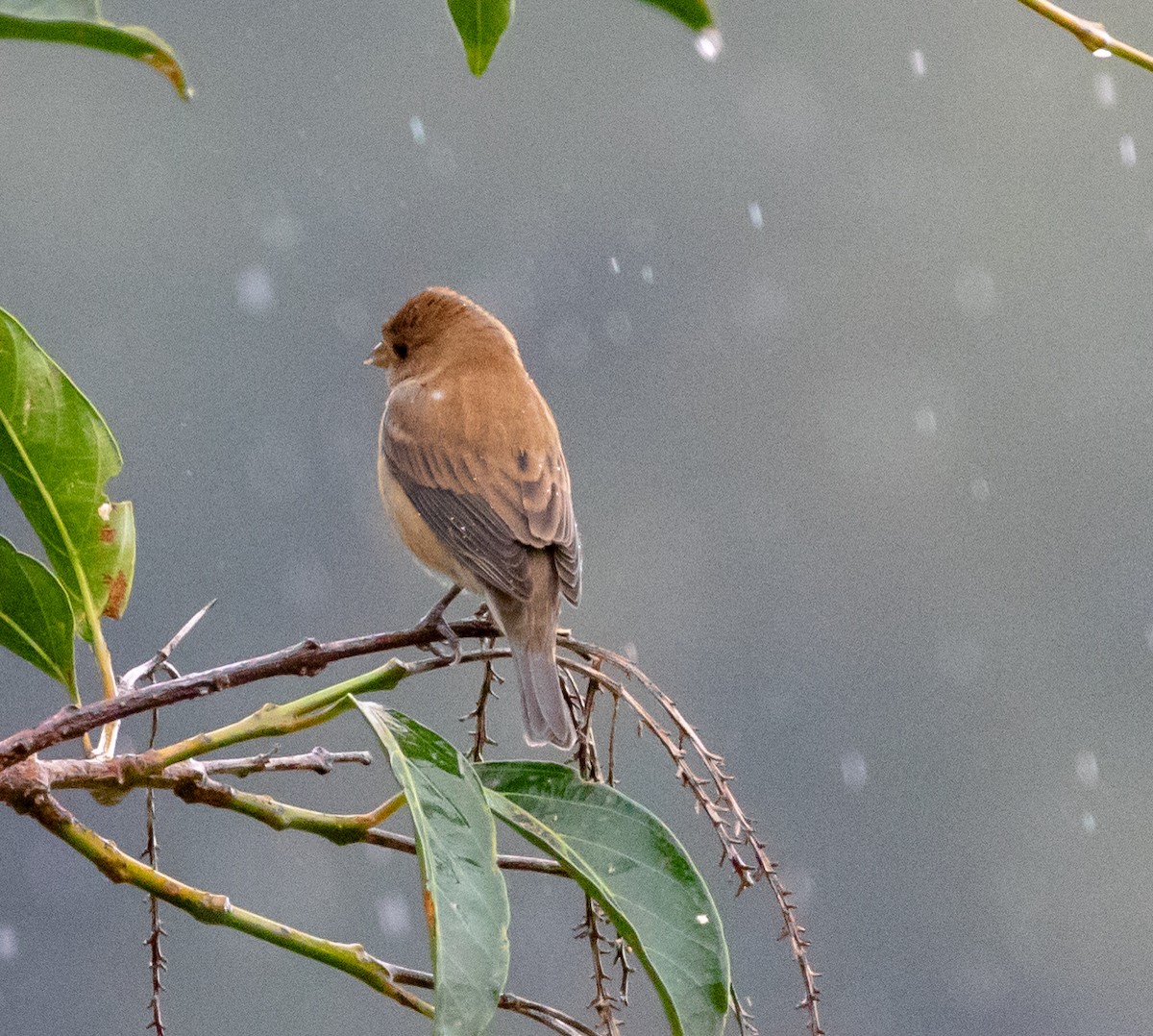 Индиговый колорин - ML647212044