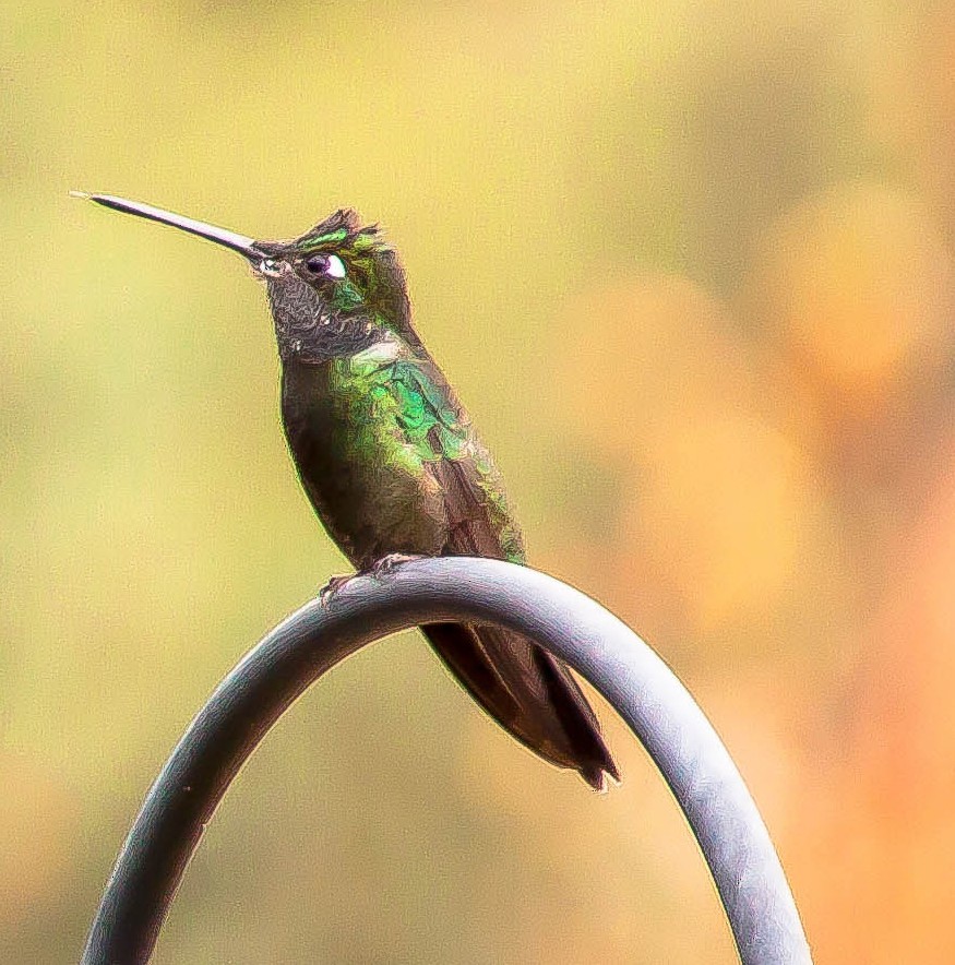 Rivoli's Hummingbird - ML647212050