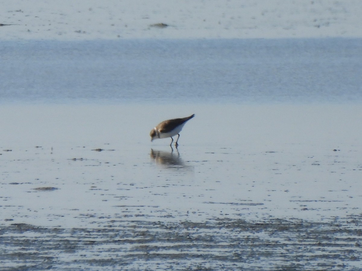 Semipalmated Plover - ML647212051