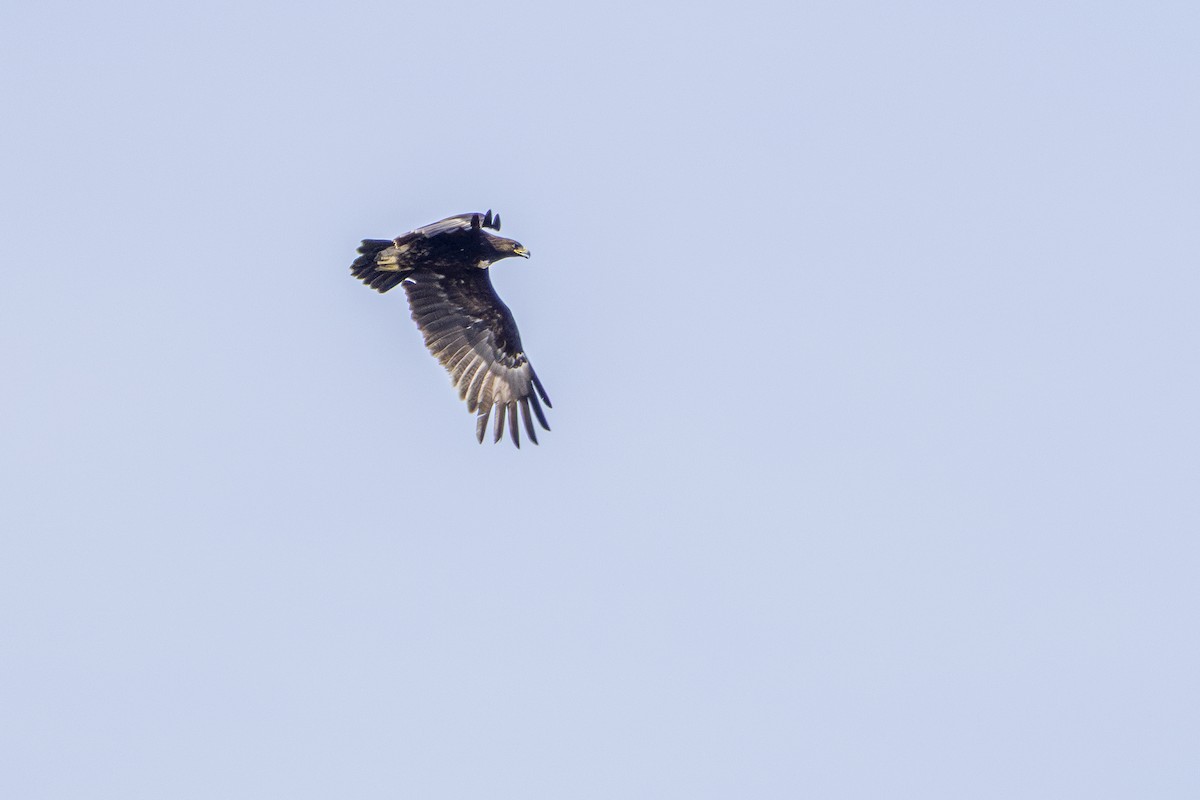 Greater Spotted Eagle - ML647212060
