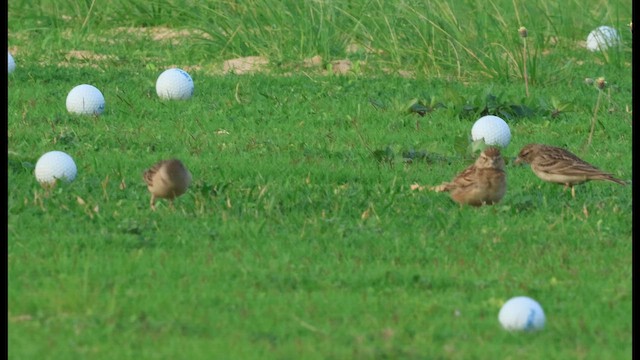 Жайворонок тибетський - ML647212068