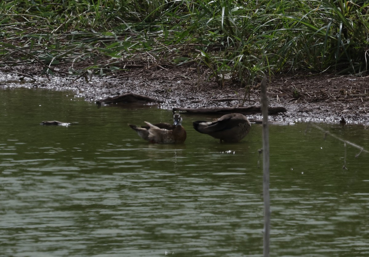 Brazilian Teal - ML647212069