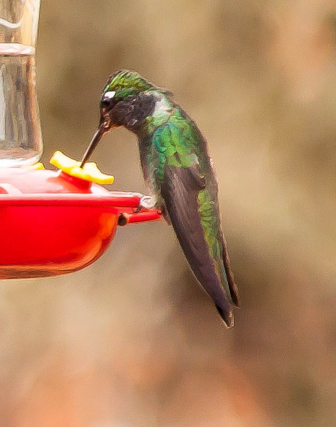 Rivoli's Hummingbird - ML647212071