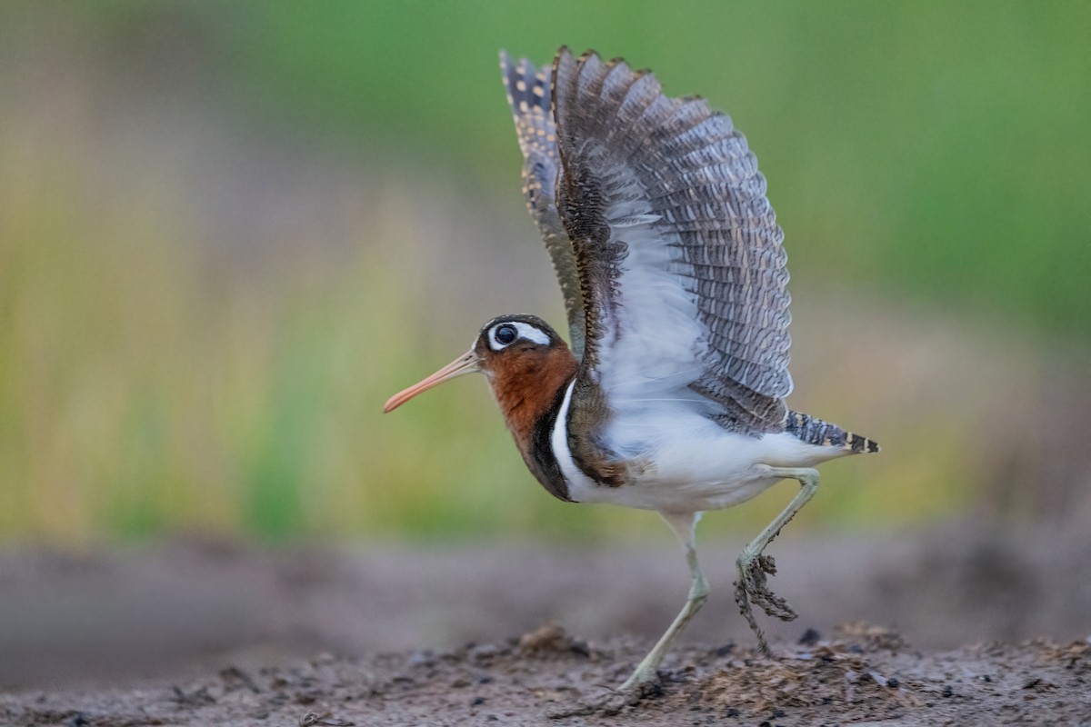 Greater Painted-Snipe - ML647212072