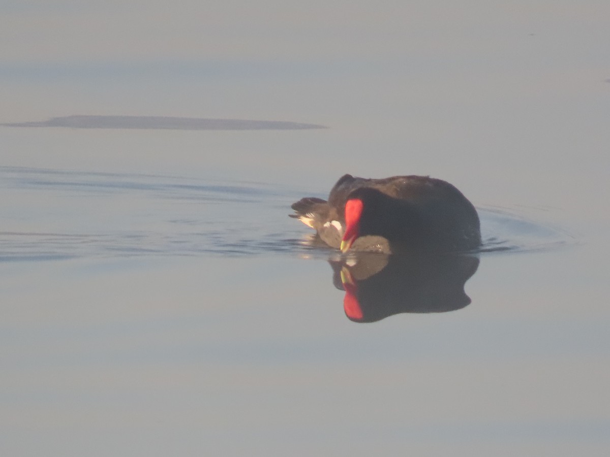 Common Gallinule (American) - ML647212080