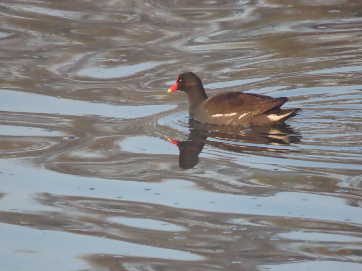 Common Gallinule (American) - ML647212082