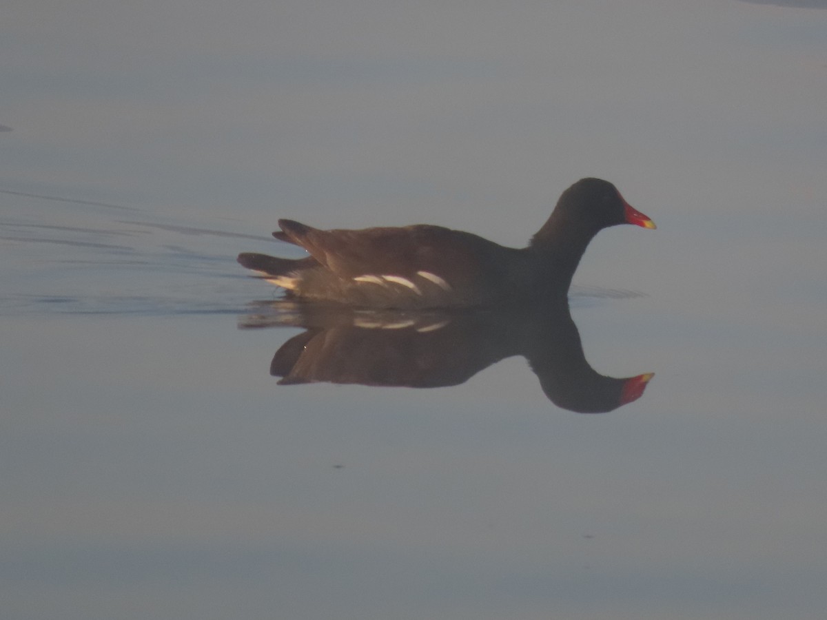 Common Gallinule (American) - ML647212083