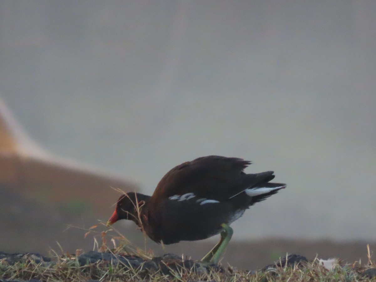 Common Gallinule (American) - ML647212084