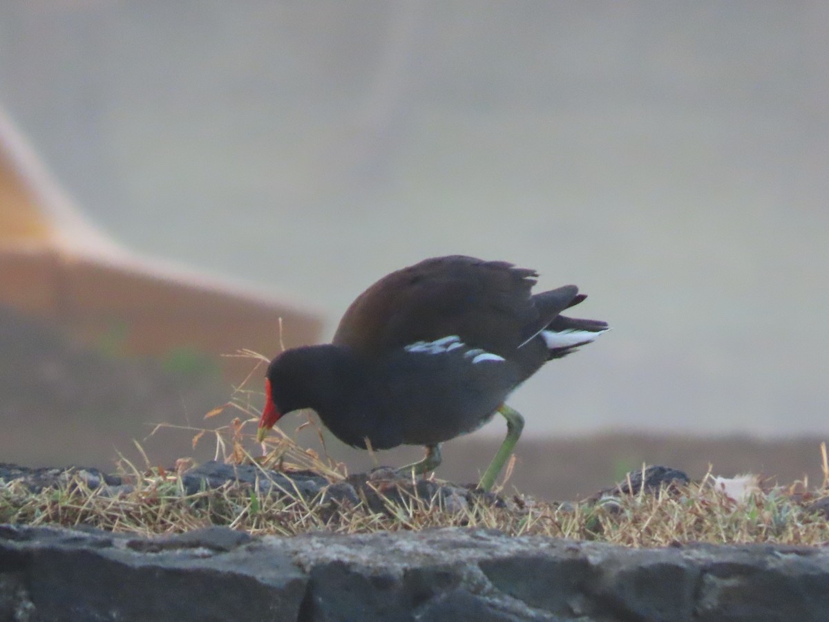 Common Gallinule (American) - ML647212085