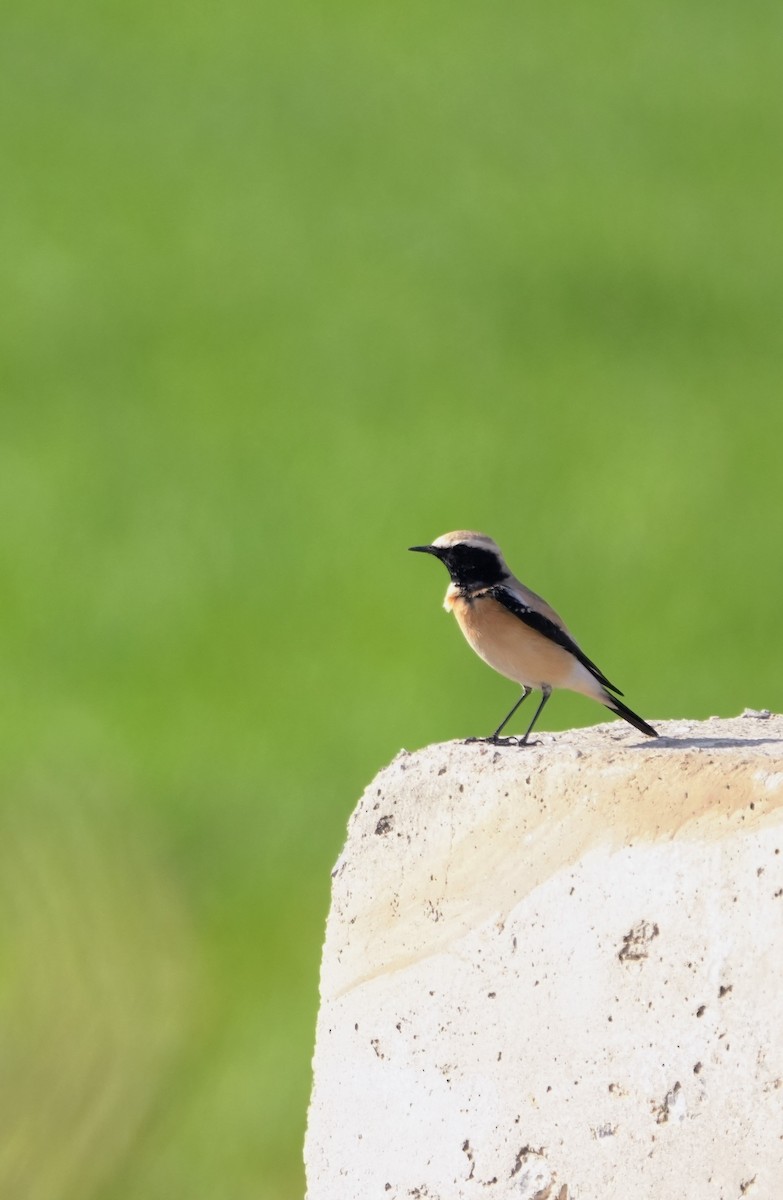 Desert Wheatear - ML647212086