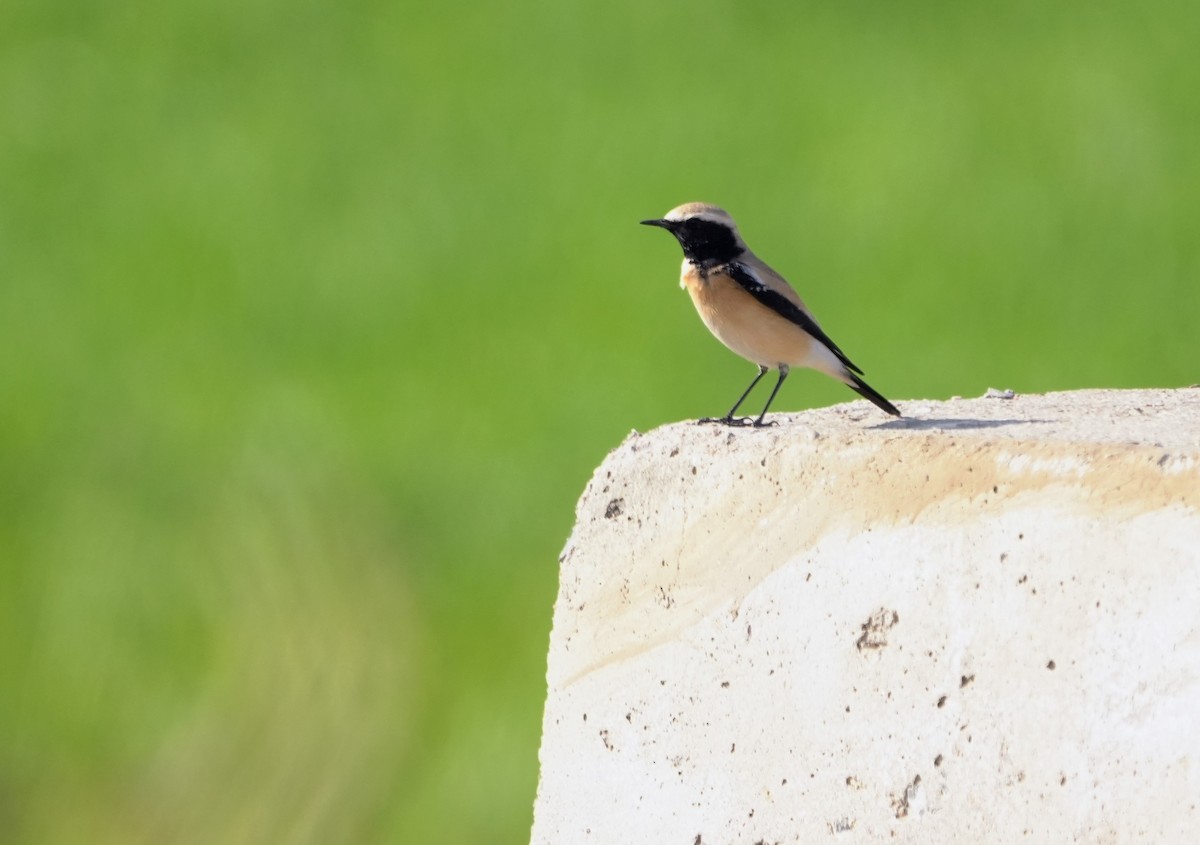 Desert Wheatear - ML647212089