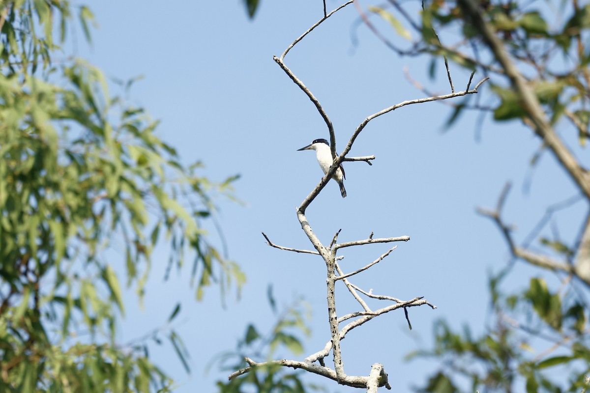 Forest Kingfisher - ML647212090