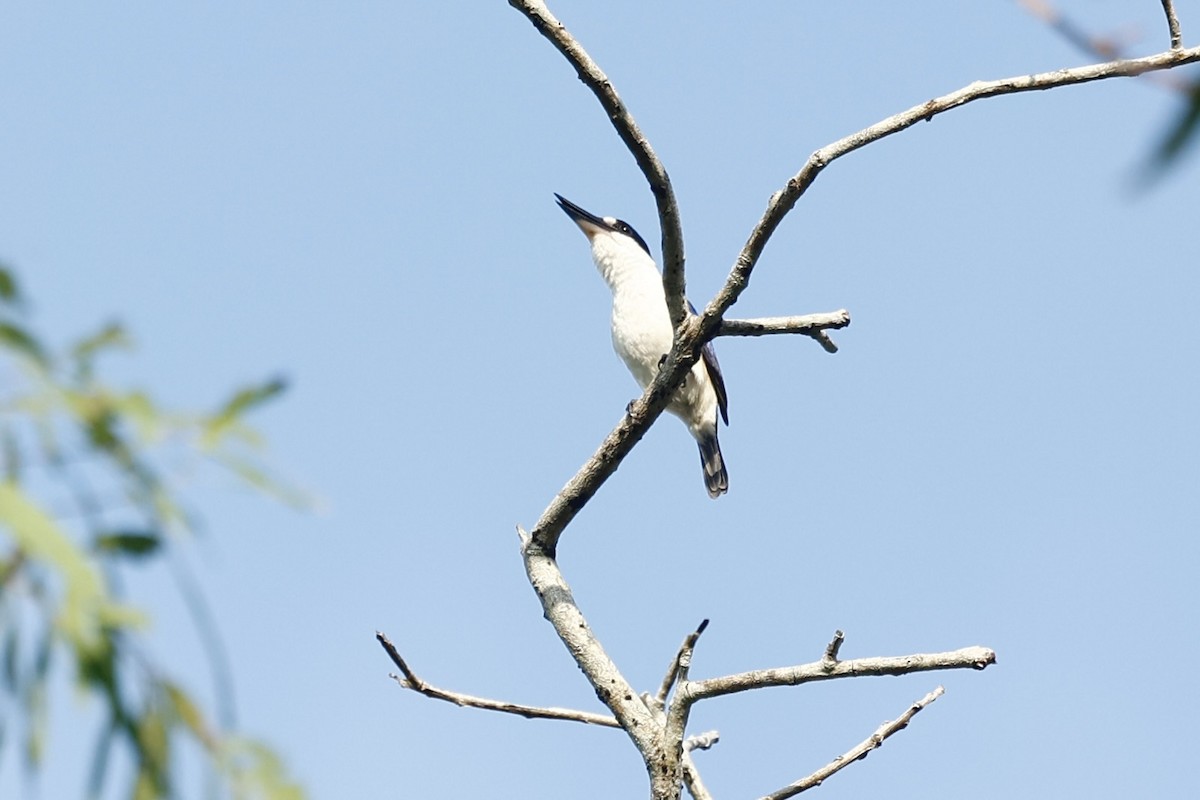 Forest Kingfisher - ML647212091